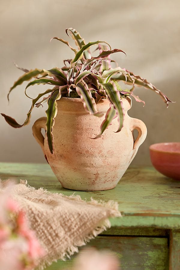 Rustic Bloom Terracotta Pot